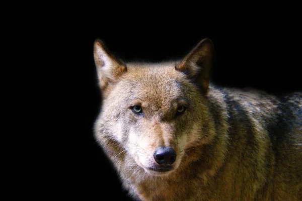 Lobo Siberiano Retrato Representado Individualmente Predador Olhar Para Espectador Mamífero — Fotografia de Stock