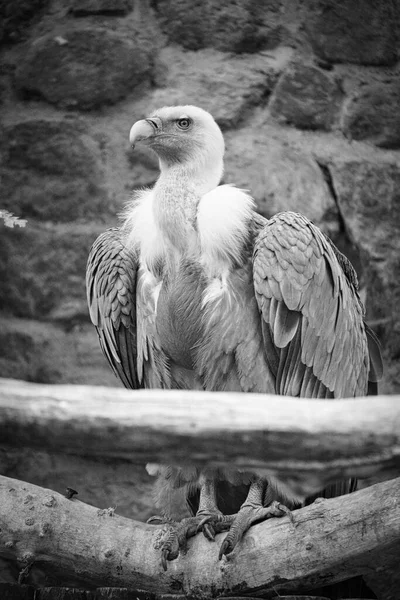 Portrait Gray Vulture Black White Large Bird Gray White Feathers — 图库照片