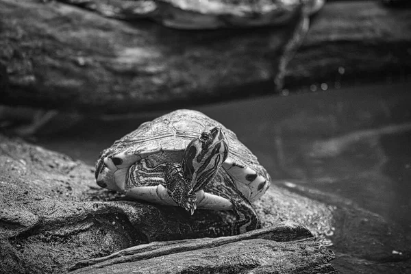 Yellow Cheeked Jewel Turtle Rock Land Basking Turtle Species Popular — Stock Photo, Image