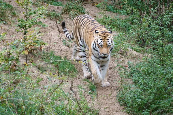 Tiger between trees and rock. Striped coat of elegant predators. Big cat from Asia. Mammal animal photo