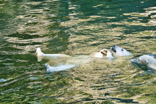Polar Bear Swimming Its Back Water White Fur Large Predator — Foto Stock