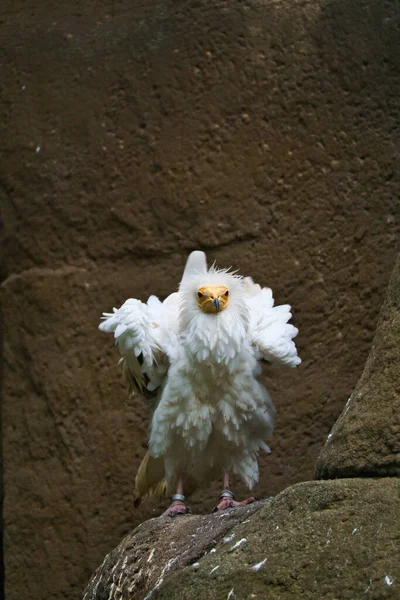Retrato Buitre Sucio Peinado Salvaje Pájaro Buitre Sentado Una Roca — Foto de Stock
