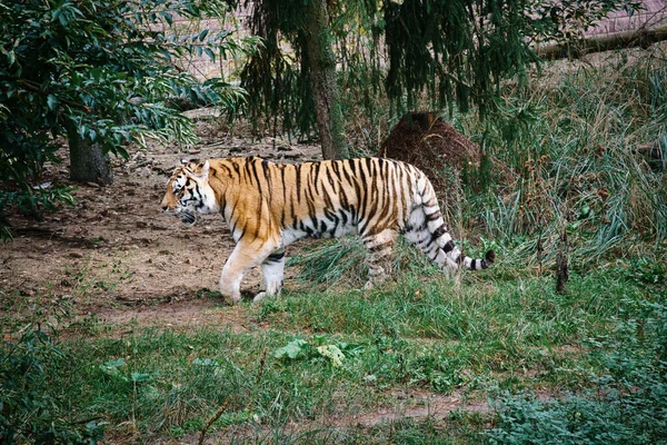 Sibirischer Tiger Elegante Raubkatze Gefährdete Raubtiere Weißes Schwarzes Orange Gestreiftes — Stockfoto