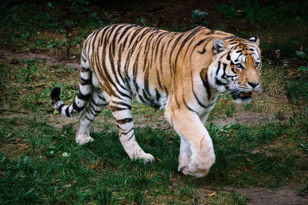 Tigre Siberiano Gato Grande Elegante Predador Perigo Pêlo Listrado Branco — Fotografia de Stock
