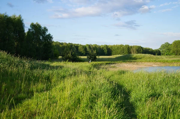 Stork Flying Meadow Pond Big Bird Comes Germany Spring Raises — Photo