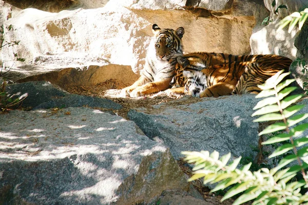 Три Тигровых Детеныша Лежат Отдохнуть Полосатый Мех Элегантных Хищников Большая — стоковое фото
