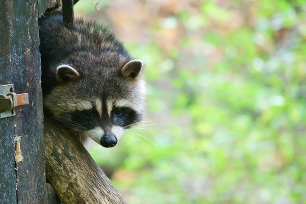 Raccoon Furtively Looks Out Small Wooden House Small Predator Forest — Stockfoto
