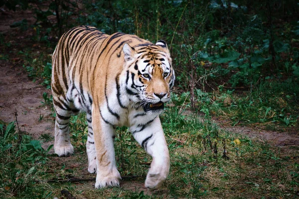 Siberische Tijger Elegante Grote Kat Bedreigde Roofdier Wit Zwart Oranje — Stockfoto