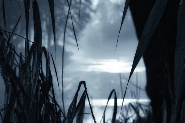 Світанку Сонце Сходить Річці Туманом Теплою Атмосферою Ландшафт Природи Бранденбурзі — стокове фото