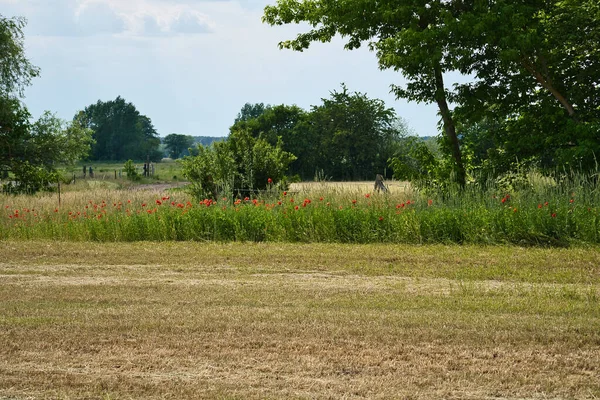 Mohn Rande Eines Abgeernteten Maisfeldes Rote Blumen Bäume Und Gras — Stockfoto
