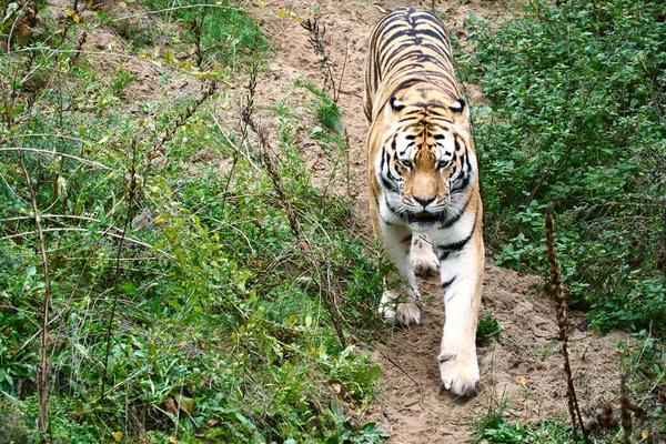 Tygrys Między Drzewami Skałą Pasiasty Płaszcz Eleganckich Drapieżników Duży Kot — Zdjęcie stockowe