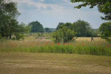 Hasat edilmiş mısır tarlasının kenarındaki gelincikler. Kırmızı çiçekler, ağaçlar ve çimenler. Tarlaların arasındaki patika. Brandenburg 'un doğasından bir manzara fotoğrafı.
