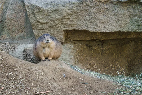 Marmot Sziklán Fekszik Szemben Nézővel Kis Rágcsáló Alpokból Emlős Állat — Stock Fotó