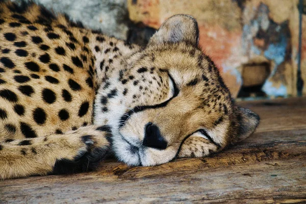 Cheetah sleeping. Spotted fur. The big cat is a predator. Resting mammal. Animal photo of a hunter