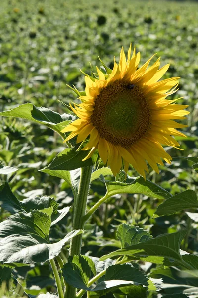 Sunflower shown individually on a sunflower field. Round yellow flower. Sunflower oil is produced from the seeds. Plants photo from nature