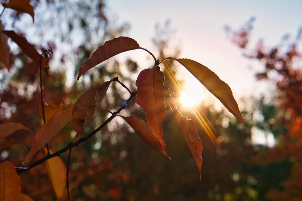 Sun Rays Autumn Shine Colored Leaves Tree Trees Background Landscape — Stock Photo, Image