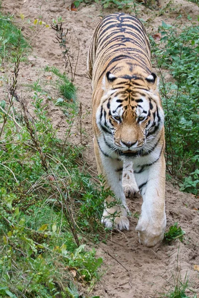 Tigre Entre Árboles Roca Abrigo Rayas Depredadores Elegantes Gran Gato — Foto de Stock