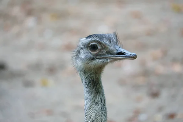 Vogel Strauß Mit Lustigem Blick Großer Vogel Aus Afrika Langer — Stockfoto