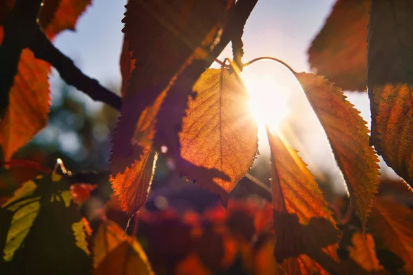 Sun Rays Autumn Shine Colored Leaves Tree Trees Background Landscape — Stock Photo, Image