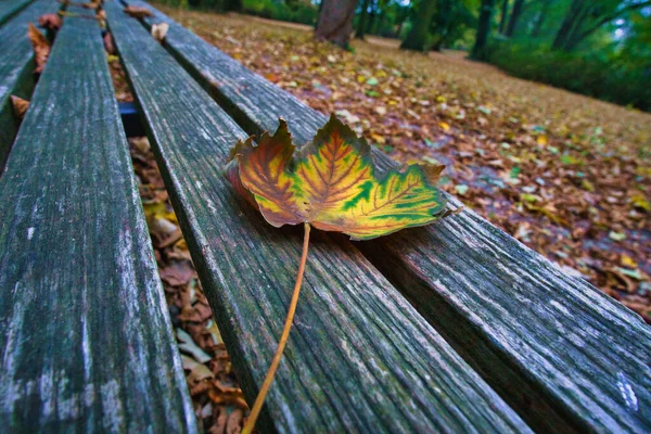Colored Leaf Autumn Bench Autumn Leaves Park Trees Background Landscape — Stock Photo, Image