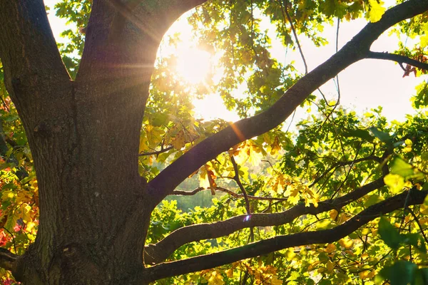 Sun Rays Autumn Shine Green Foliage Tree Trees Background Landscape — Stock Photo, Image