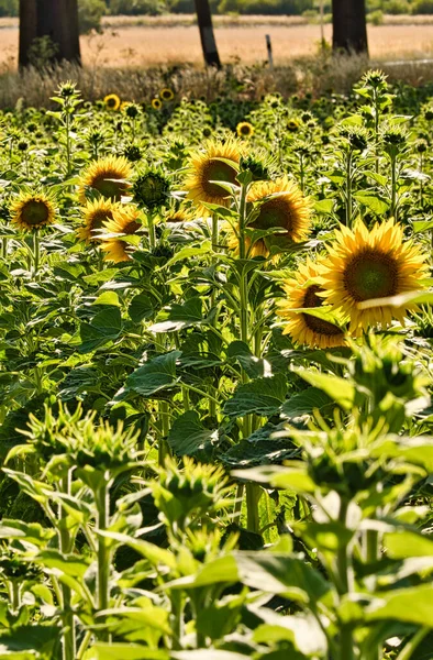 Sunflower field with many yellow flowers. Sunflower oil is produced from the seeds. Plants photo from nature