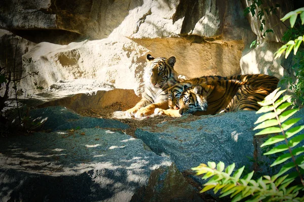 Three tiger cubs lying to rest. Striped fur of the elegant predators. Big cat from Asia. Mammal animal photo