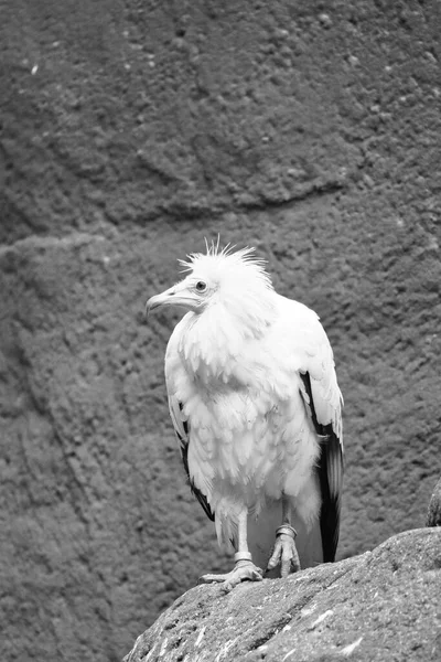 Dirt Vulture Portrait Wild Hairstyle Vulture Bird Sitting Rock Bird — Stock Photo, Image