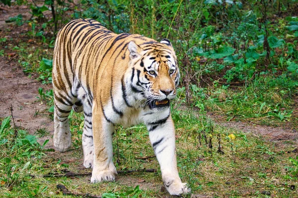 Sibirisk Tiger Elegant Stor Katt Hotat Rovdjur Vit Svart Orange — Stockfoto