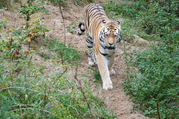 Tygrys Między Drzewami Skałą Pasiasty Płaszcz Eleganckich Drapieżników Duży Kot — Zdjęcie stockowe