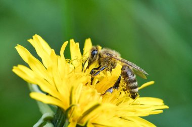 Bal arısı sarı bir karahindiba çiçeğinin nektarını topluyor. Doğadan gelen yoğun böcekler. Arılardan bal toplarız. Doğadan hayvan fotoğrafı.