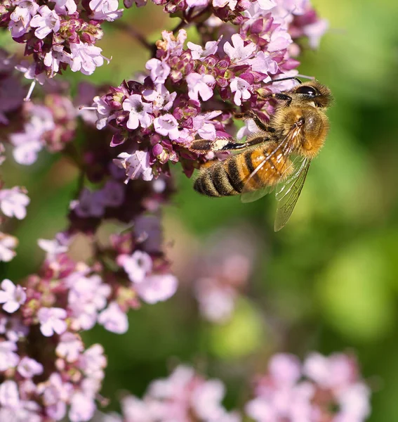 Honey bee collecting nectar on a flower of the flower butterfly bush. Busy insects from nature. From bees we harvest the honey. Animal photo from nature