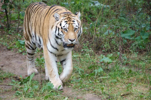 Tigre Siberiano Gato Grande Elegante Predador Perigo Pêlo Listrado Branco — Fotografia de Stock