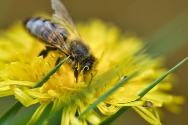 Bal arısı sarı bir karahindiba çiçeğinin nektarını topluyor. Doğadan gelen yoğun böcekler. Arılardan bal toplarız. Doğadan hayvan fotoğrafı.