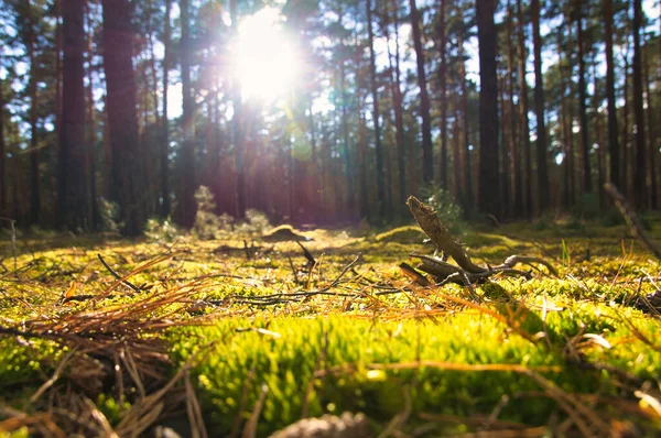 Coniferous Forest Autumn Moss Forest Floor Warm Autumn Light Landscape — Photo