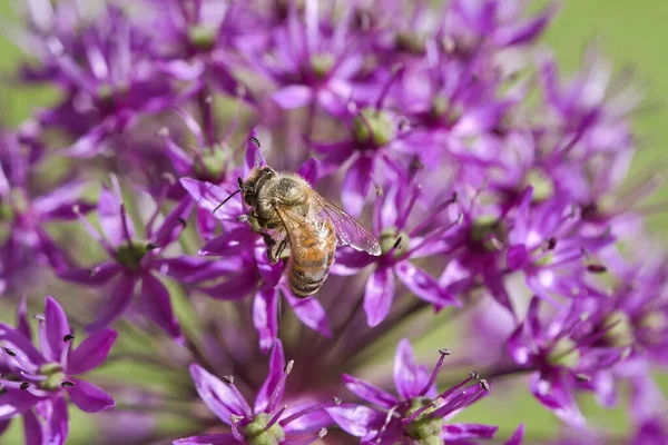 Honey bee collecting nectar on a purple flower. Busy insects from nature. From bees we harvest the honey. Animal photo from nature
