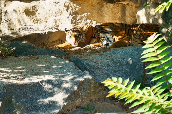 Three tiger cubs lying to rest. Striped fur of the elegant predators. Big cat from Asia. Mammal animal photo