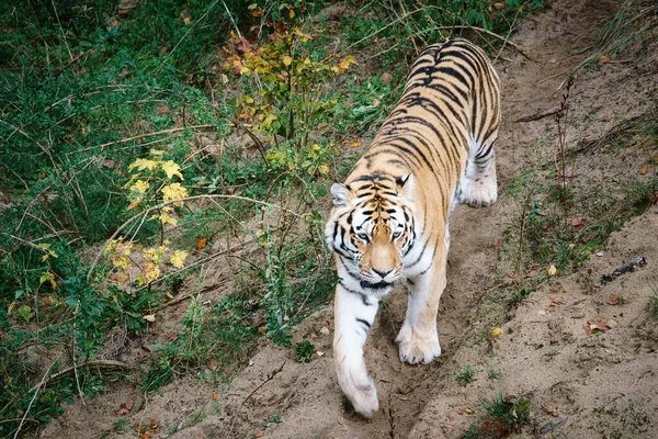 Сибирский Тигр Элегантный Большой Кот Вымирающий Хищник Белый Черный Оранжевый — стоковое фото