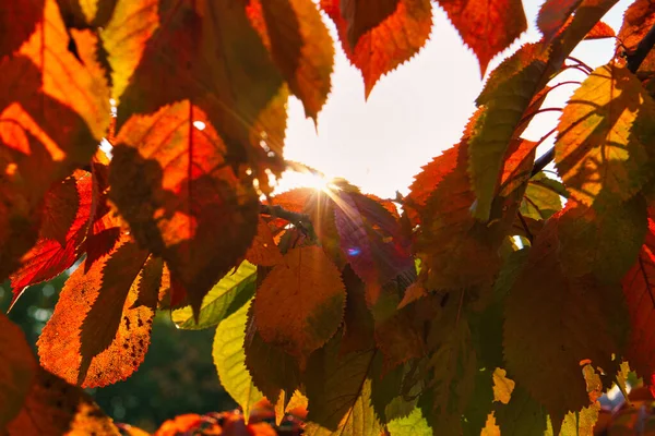 Sun Rays Autumn Shine Colored Leaves Tree Trees Background Landscape — Stock Photo, Image