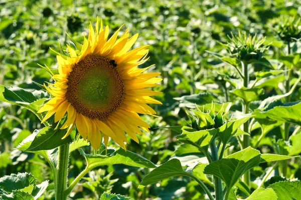 Sunflower shown individually on a sunflower field. Round yellow flower. Sunflower oil is produced from the seeds. Plants photo from nature