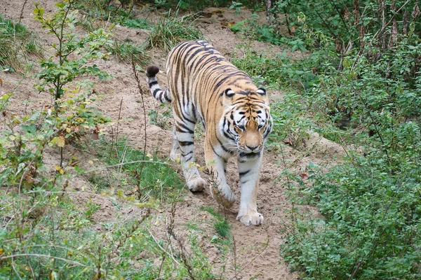 Tigre Entre Árvores Rocha Casaco Listrado Predadores Elegantes Gato Grande — Fotografia de Stock