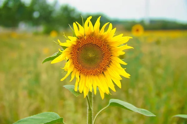 Sunflower shown individually on a sunflower field. Round yellow flower. Sunflower oil is produced from the seeds. Plants photo from nature