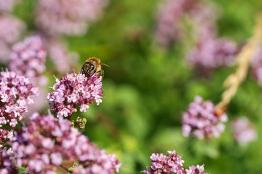 Bal arısı kelebek çalısı çiçeğinden nektar topluyor. Doğadan gelen yoğun böcekler. Arılardan bal toplarız. Doğadan hayvan fotoğrafı.