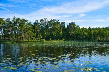 on a lake in Sweden in Smalland. Water lily field, blue water, sunny sky, green forests. Relaxation and silence on vacation
