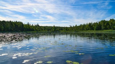 on a lake in Sweden in Smalland. Water lily field, blue water, sunny sky, green forests. Relaxation and silence on vacation