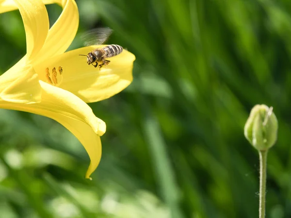 Honey bee collecting nectar in flight on a yellow lily flower. Busy insect. Dynamically moving wings. Honey is harvested by bees. Animal photo from nature