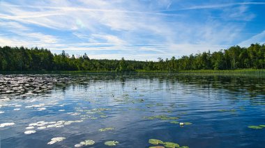 on a lake in Sweden in Smalland. Water lily field, blue water, sunny sky, green forests. Relaxation and silence on vacation