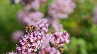 Bal arısı kelebek çalısı çiçeğinden nektar topluyor. Doğadan gelen yoğun böcekler. Arılardan bal toplarız. Doğadan hayvan fotoğrafı.