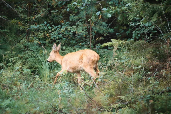 Deer Clearing Front Forest Looking Viewer Wildlife Observed Sweden Recording — Foto de Stock
