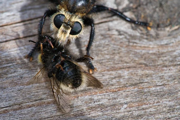 Yellow Murder Fly Yellow Robber Fly Bumblebee Prey Insect Sucked — Fotografie, imagine de stoc